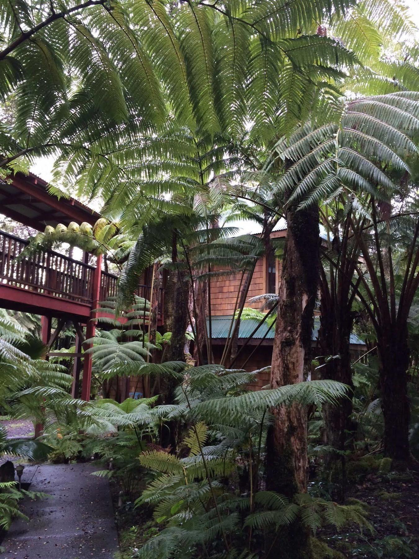 The Guest Cottages @ Volcano Acres Tree House מראה חיצוני תמונה